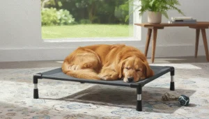 A relaxed dog lying on a raised chew-proof bed made with durable fabric.