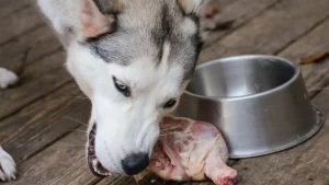 Dog eating raw dog food