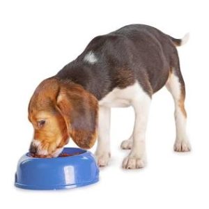 Wet Food
