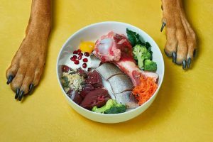 dog meal plan