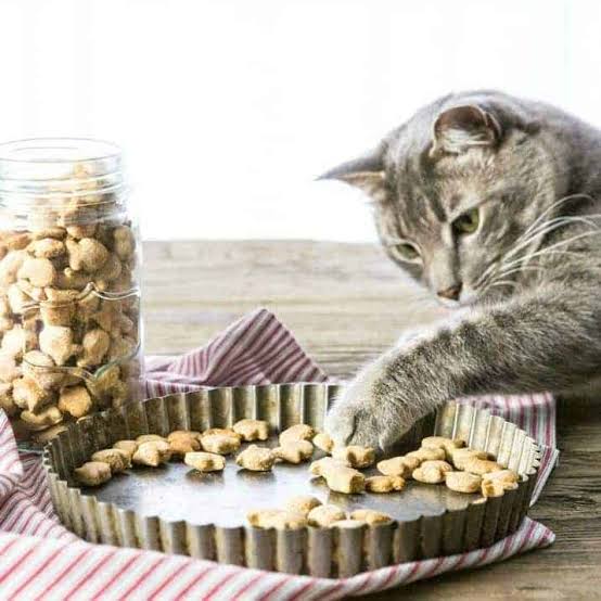 Understanding Feline Nutrition Essentials