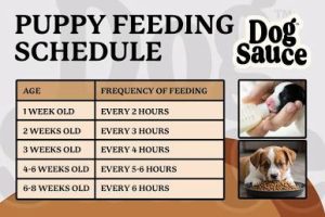 poppy feeding