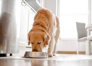 Grain-Free Dog Food