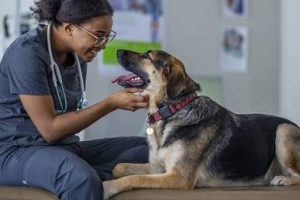 dog affection 