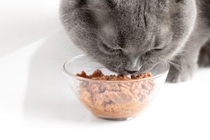 best cat food