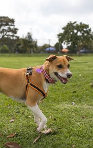 Healthy Pet Guide