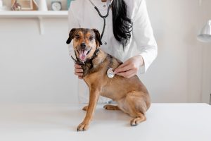 Routine Veterinary Exams and Early Detection