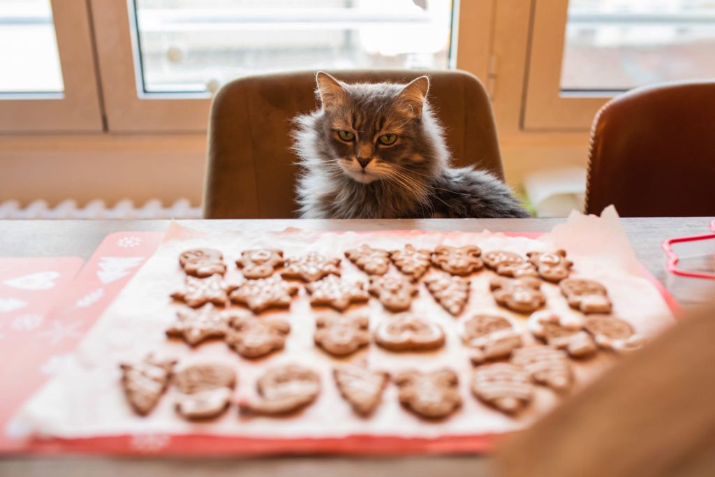 homemade cat treats