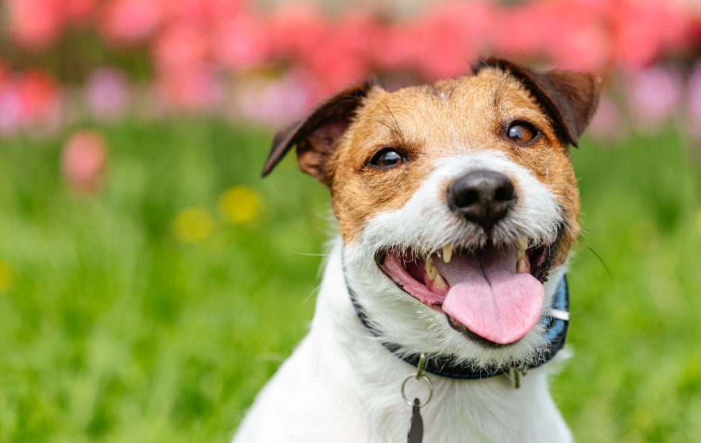 Pet Photography