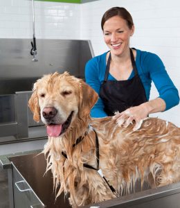 Pet Hygiene Tips