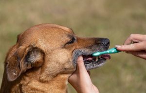 Dental Health and Oral Care Routine