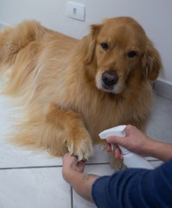 Paw, Nail, and Ear Maintenance